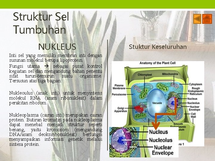 Struktur Sel Tumbuhan NUKLEUS Inti sel yang memiliki membran inti dengan susunan molekul berupa