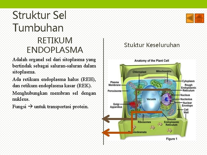 Struktur Sel Tumbuhan RETIKUM ENDOPLASMA Adalah organel sel dari sitoplasma yang bertindak sebagai saluran-saluran