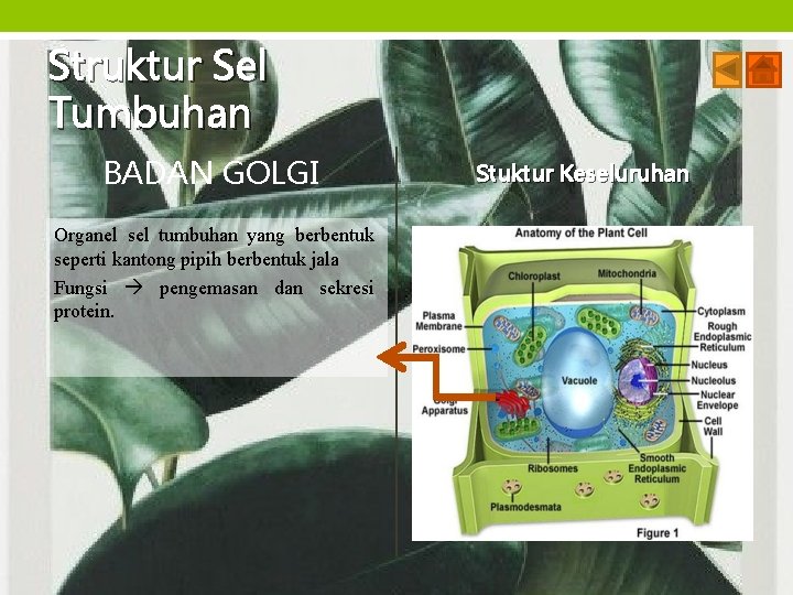 Struktur Sel Tumbuhan BADAN GOLGI Organel sel tumbuhan yang berbentuk seperti kantong pipih berbentuk