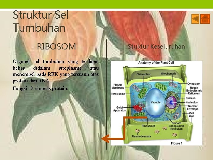 Struktur Sel Tumbuhan RIBOSOM Organel sel tumbuhan yang terdapat bebas didalam sitoplasma atau menempel