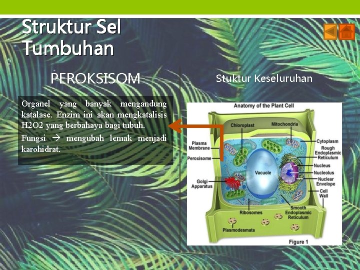 Struktur Sel Tumbuhan PEROKSISOM Organel yang banyak mengandung katalase. Enzim ini akan mengkatalisis H
