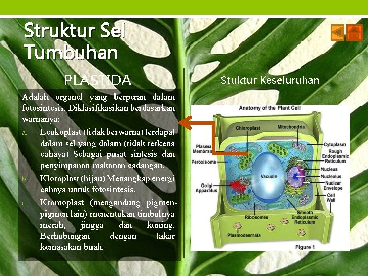 Struktur Sel Tumbuhan PLASTIDA Adalah organel yang berperan dalam fotosintesis. Diklasifikasikan berdasarkan warnanya: a.