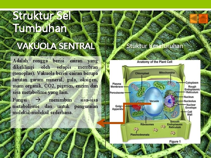 Struktur Sel Tumbuhan VAKUOLA SENTRAL Adalah rongga berisi cairan yang dikelilingi oleh selapis membran