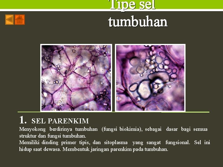 Tipe sel tumbuhan 1. SEL PARENKIM Menyokong berdirinya tumbuhan (fungsi biokimia), sebagai dasar bagi