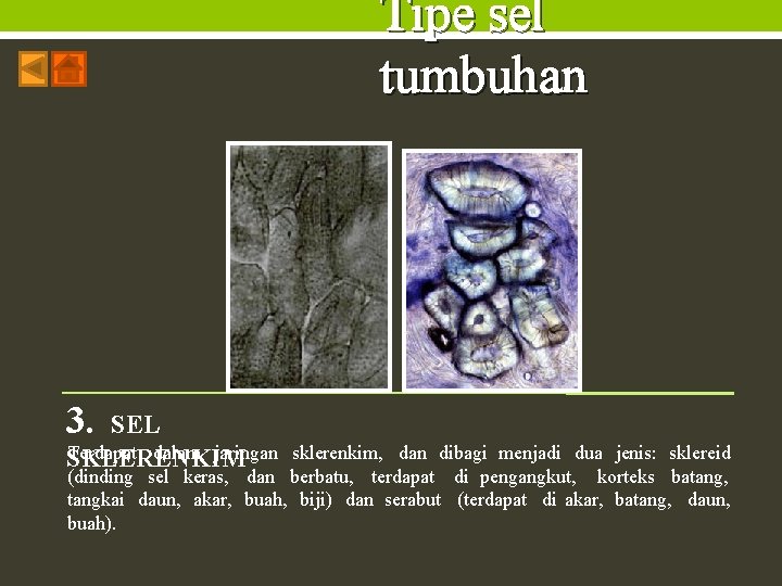 Tipe sel tumbuhan 3. SEL Terdapat dalam jaringan SKLERENKIM sklerenkim, dan dibagi menjadi dua