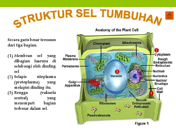 Secara garis besar tersusun dari tiga bagian: (1) Membran sel yang dibagian luarnya di