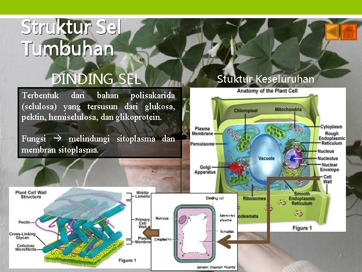 Struktur Sel Tumbuhan DINDING SEL Terbentuk dari bahan polisakarida (selulosa) yang tersusun dari glukosa,