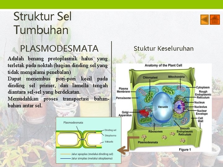 Struktur Sel Tumbuhan PLASMODESMATA Adalah benang protoplasmik halus yang terletak pada noktah (bagian dinding