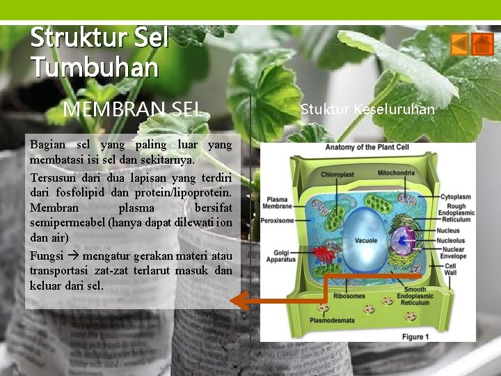 Struktur Sel Tumbuhan MEMBRAN SEL Bagian sel yang paling luar yang membatasi isi sel