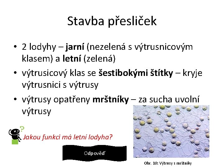 Stavba přesliček • 2 lodyhy – jarní (nezelená s výtrusnicovým klasem) a letní (zelená)