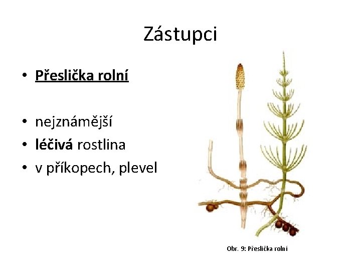 Zástupci • Přeslička rolní • nejznámější • léčivá rostlina • v příkopech, plevel Obr.