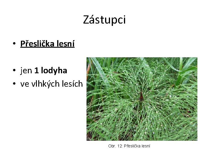 Zástupci • Přeslička lesní • jen 1 lodyha • ve vlhkých lesích Obr. 12: