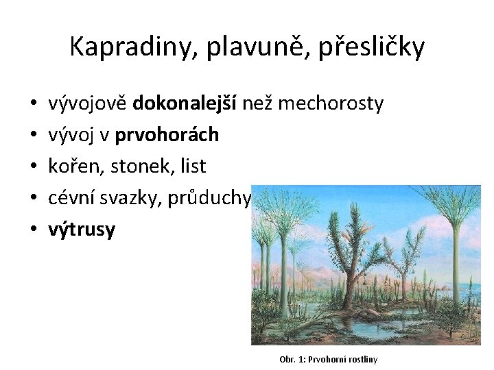 Kapradiny, plavuně, přesličky • • • vývojově dokonalejší než mechorosty vývoj v prvohorách kořen,