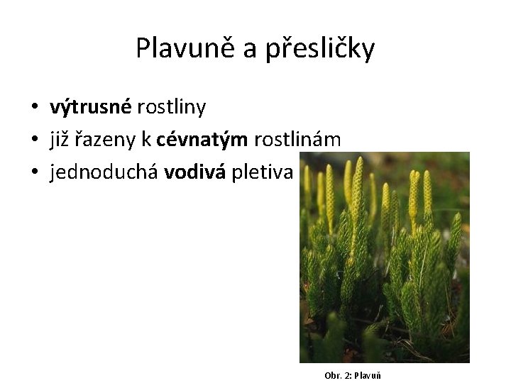 Plavuně a přesličky • výtrusné rostliny • již řazeny k cévnatým rostlinám • jednoduchá