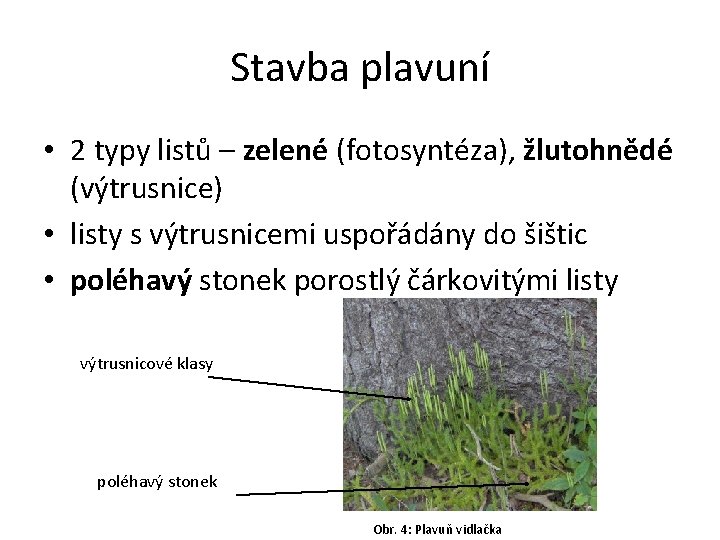 Stavba plavuní • 2 typy listů – zelené (fotosyntéza), žlutohnědé (výtrusnice) • listy s