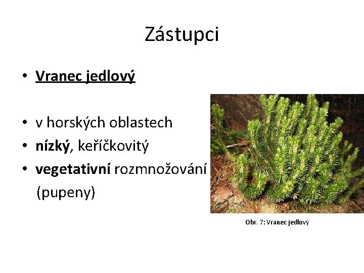 Zástupci • Vranec jedlový • v horských oblastech • nízký, keříčkovitý • vegetativní rozmnožování