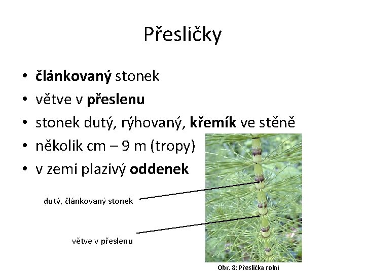 Přesličky • • • článkovaný stonek větve v přeslenu stonek dutý, rýhovaný, křemík ve