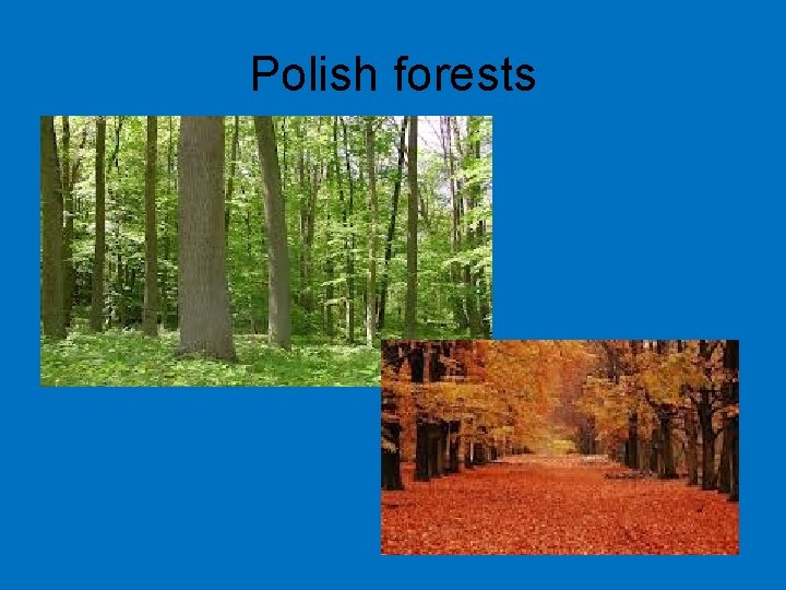 Polish forests 
