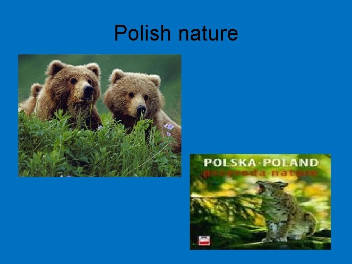 Polish nature 