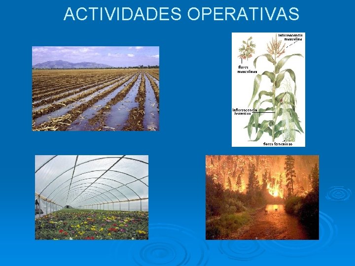 ACTIVIDADES OPERATIVAS 