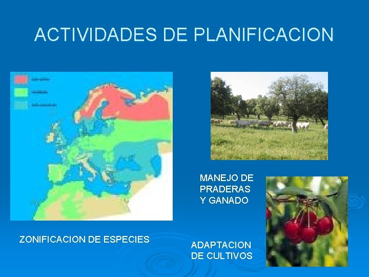 ACTIVIDADES DE PLANIFICACION MANEJO DE PRADERAS Y GANADO ZONIFICACION DE ESPECIES ADAPTACION DE CULTIVOS