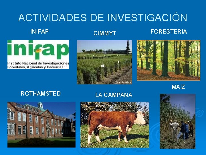 ACTIVIDADES DE INVESTIGACIÓN INIFAP CIMMYT FORESTERIA MAIZ ROTHAMSTED LA CAMPANA 