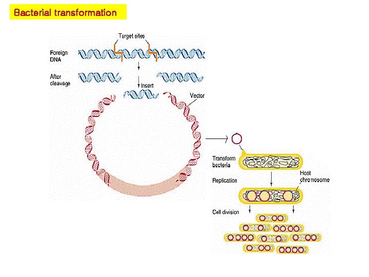 Bacterial transformation 