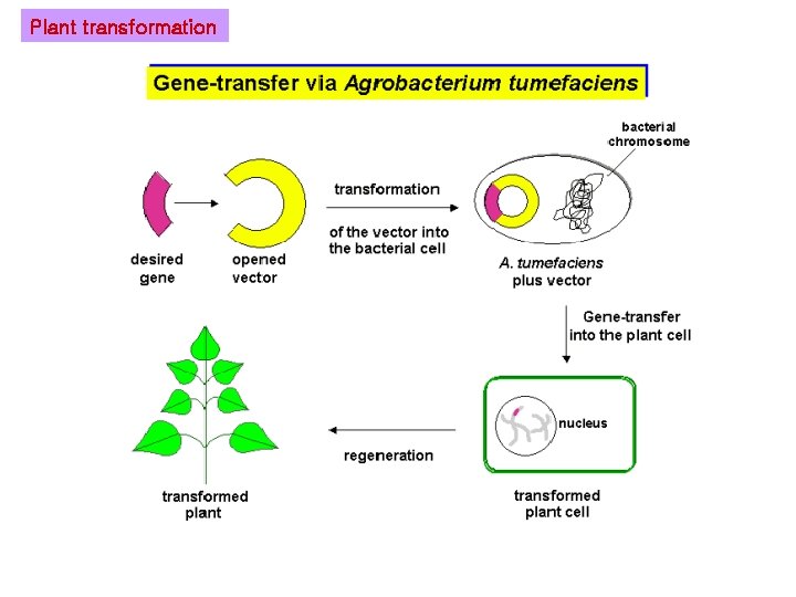 Plant transformation 