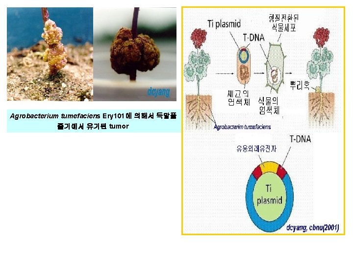 Agrobacterium tumefaciens Ery 101에 의해서 독말풀 줄기에서 유기된 tumor 