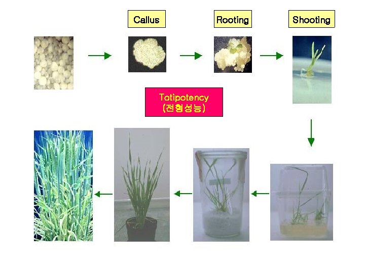 Callus Totipotency (전형성능) Rooting Shooting 