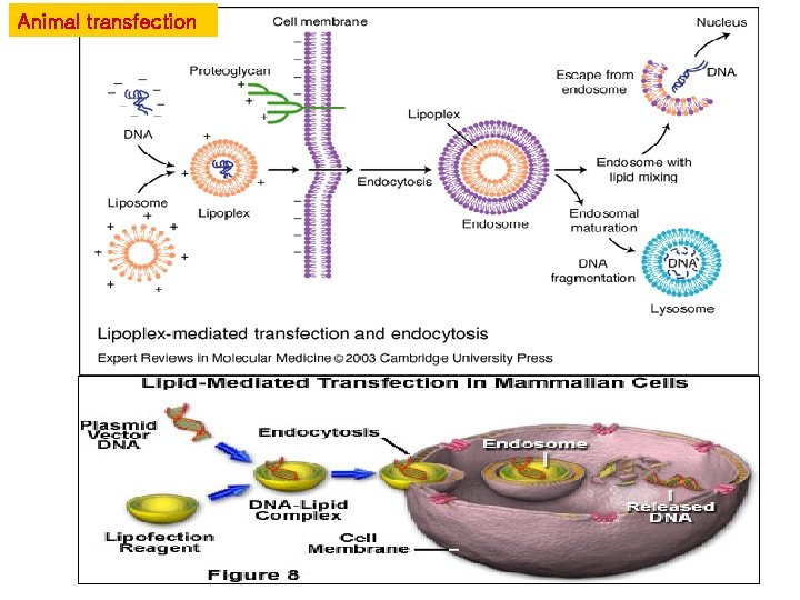 Animal transfection 