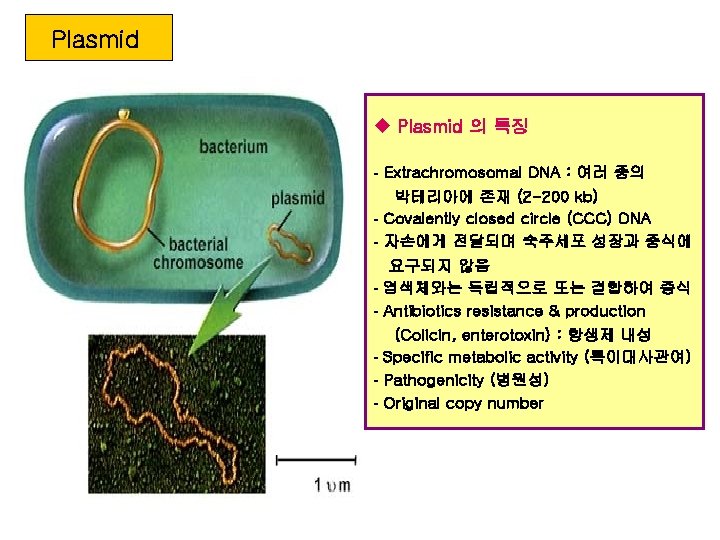 Plasmid u Plasmid 의 특징 - Extrachromosomal DNA : 여러 종의 박테리아에 존재 (2