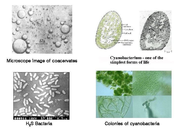 Microscope image of coacervates H 2 S Bacteria Colonies of cyanobacteria 