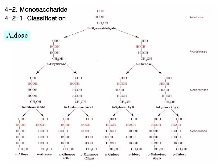 4 -2. Monosaccharide 4 -2 -1. Classification Aldose 