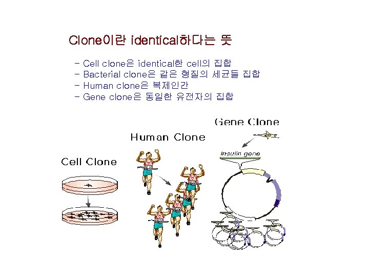 Clone이란 identical하다는 뜻 - Cell clone은 identical한 cell의 집합 - Bacterial clone은 같은 형질의