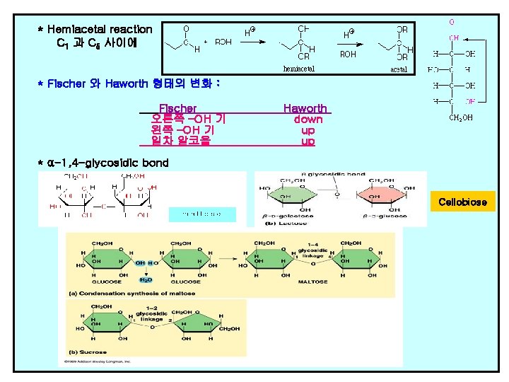 * Hemiacetal reaction C 1 과 C 5 사이에 * Fischer 와 Haworth 형태의