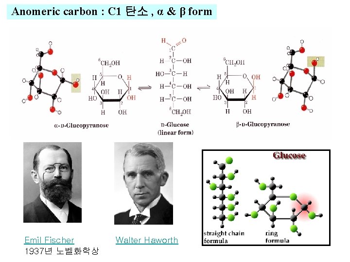 Anomeric carbon : C 1 탄소 , α & β form Emil Fischer Walter