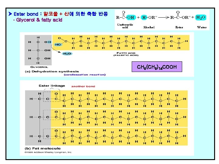  Ester bond : 알코올 + 산에 의한 축합 반응 - Glycerol & fatty