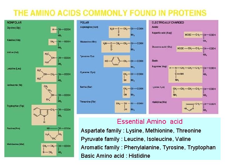 Essential Amino acid Aspartate family : Lysine, Methionine, Threonine Pyruvate family : Leucine, Isoleucine,