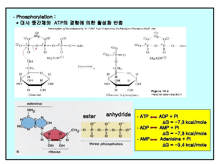 - Phosphorylation : * 대사 중간체와 ATP의 결합에 의한 활성화 반응 ester anhydride -