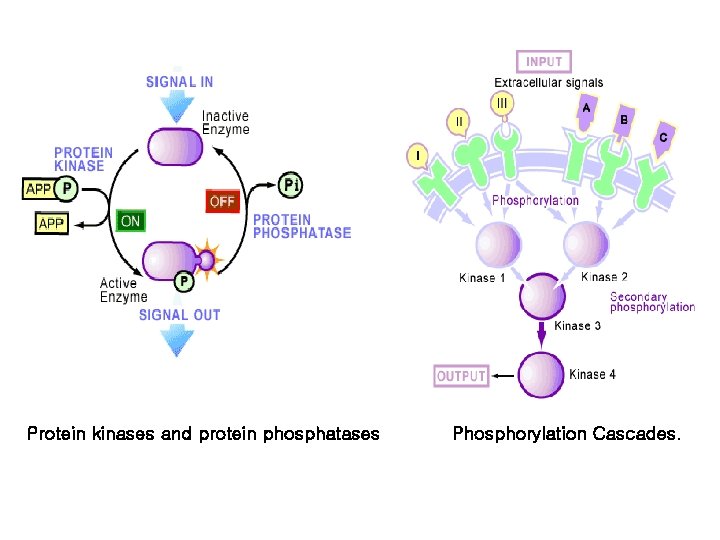 Protein kinases and protein phosphatases Phosphorylation Cascades. 