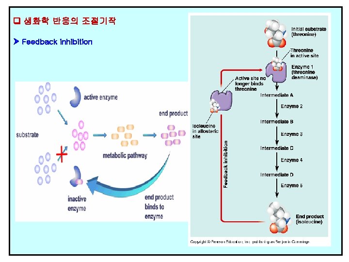  생화학 반응의 조절기작 Feedback inhibition 