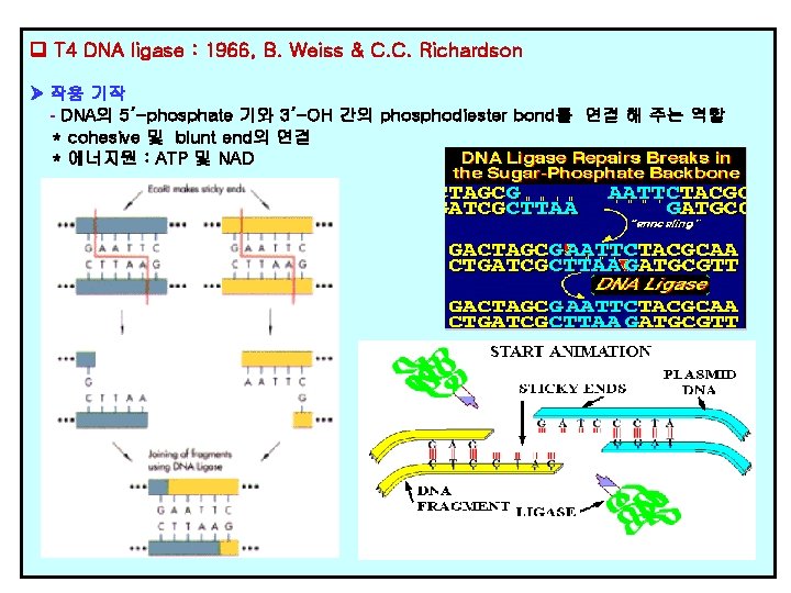  T 4 DNA ligase : 1966, B. Weiss & C. C. Richardson 작용