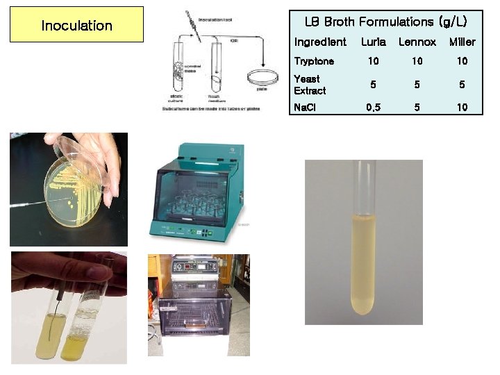 Inoculation LB Broth Formulations (g/L) Ingredient Luria Lennox Miller Tryptone 10 10 10 Yeast