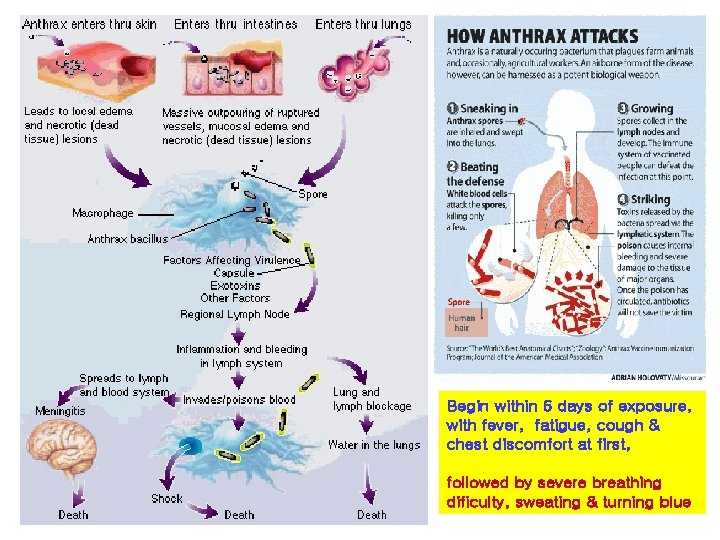 Begin within 6 days of exposure, with fever, fatigue, cough & chest discomfort at