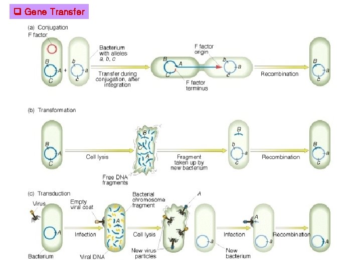  Gene Transfer 