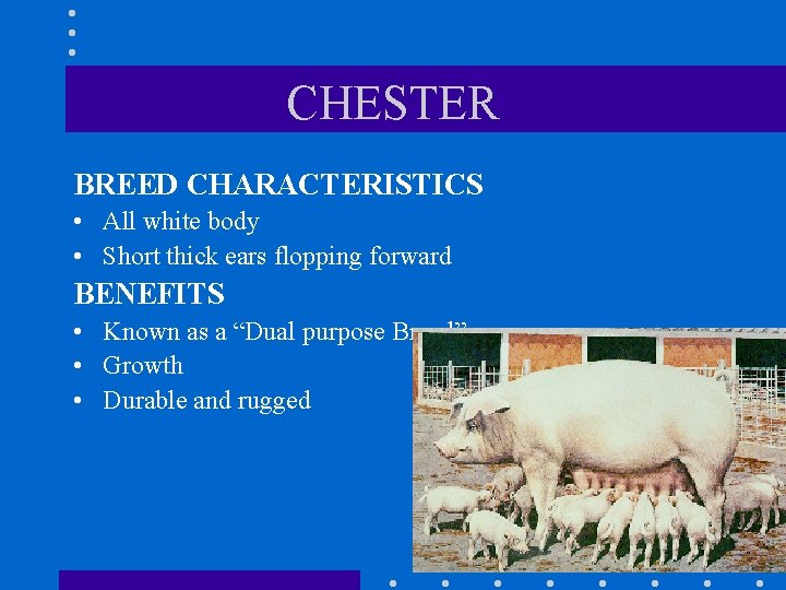 CHESTER BREED CHARACTERISTICS • All white body • Short thick ears flopping forward BENEFITS