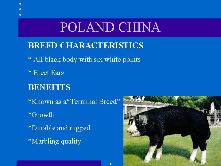 POLAND CHINA BREED CHARACTERISTICS * All black body with six white points * Erect