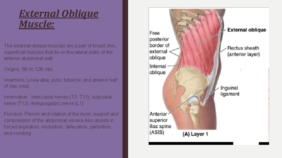 External Oblique Muscle: The external oblique muscles are a pair of broad, thin, superficial