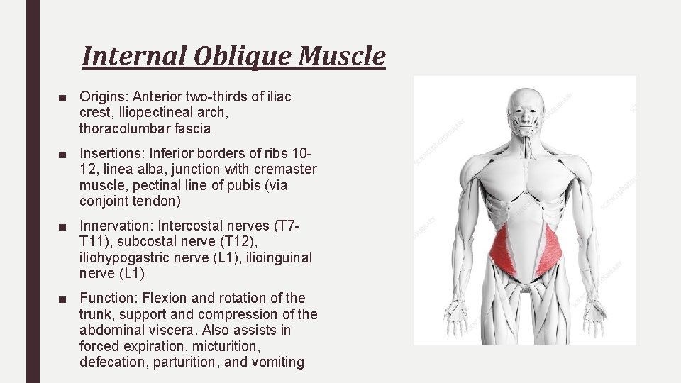 Internal Oblique Muscle ■ Origins: Anterior two-thirds of iliac crest, Iliopectineal arch, thoracolumbar fascia